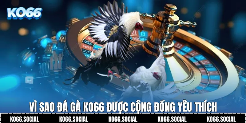 Vì sao Đá Gà Ko66 được cộng đồng yêu thích